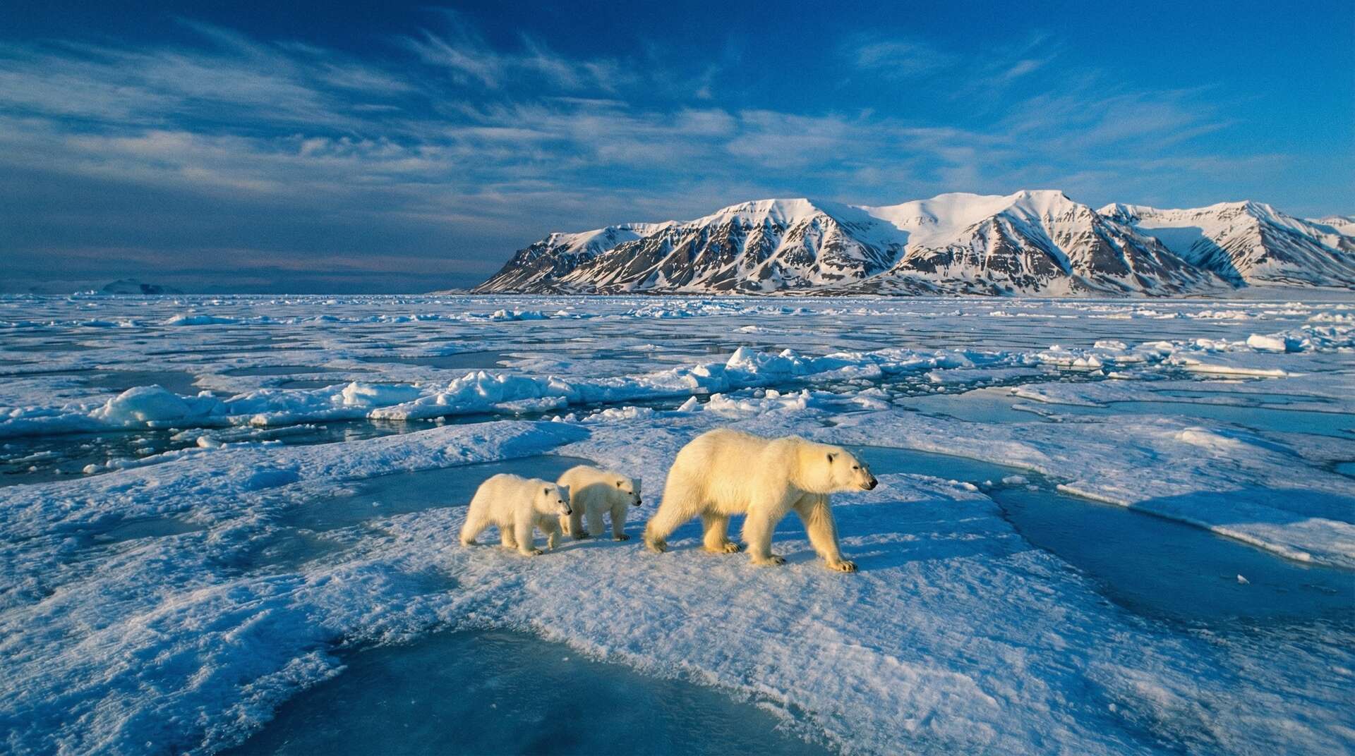 抖阴北极熊视频